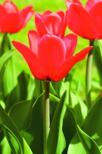Tulpen Capri